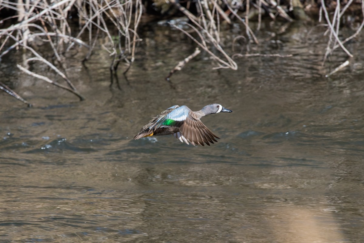 Blue-winged Teal - ML440234971