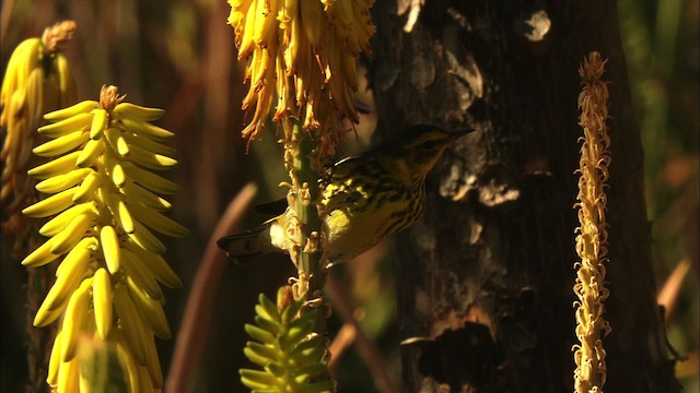 Cape May Warbler - ML440235
