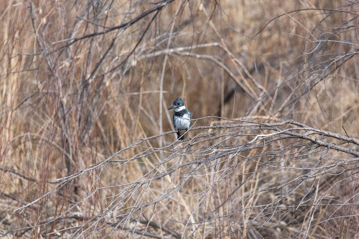 Belted Kingfisher - ML440235221