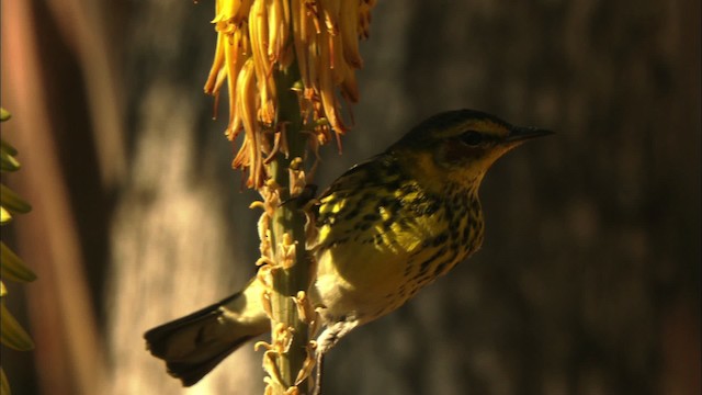 Cape May Warbler - ML440239