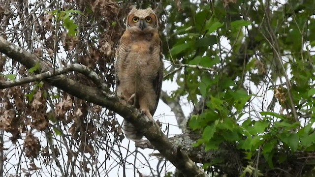 Great Horned Owl - ML440239511