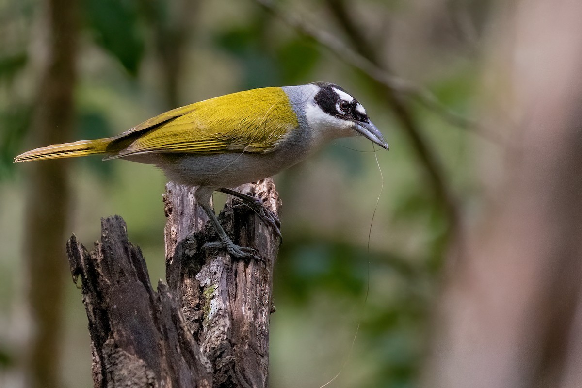 Black-crowned Palm-Tanager - ML440240251