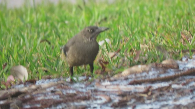 Great-tailed Grackle - ML440240771