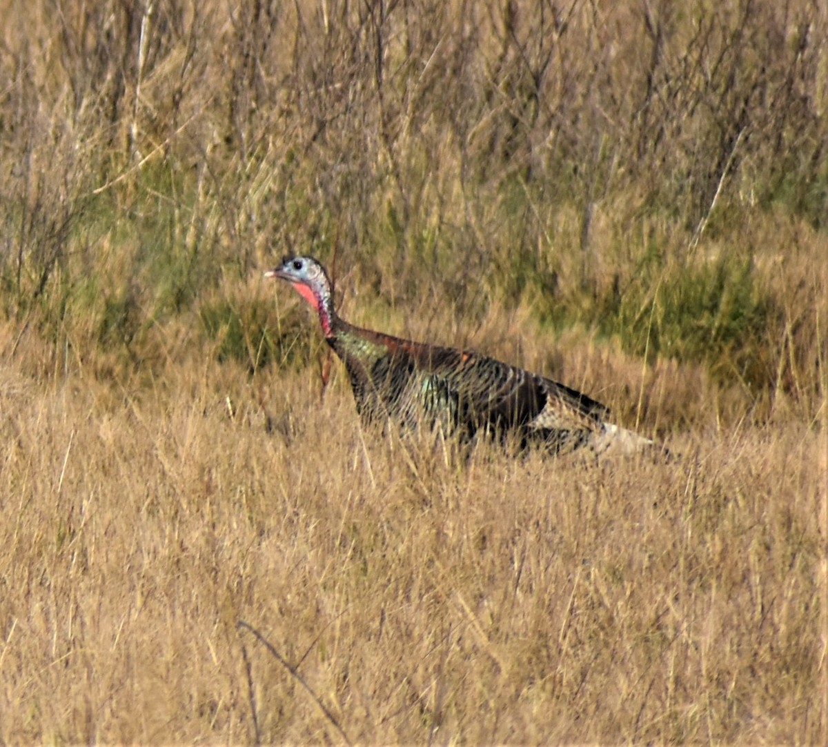 Wild Turkey - ML440244271