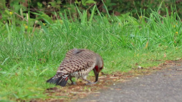 Northern Flicker (Red-shafted) - ML440245951