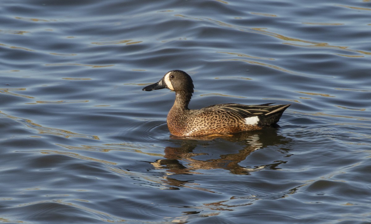 Blue-winged Teal - ML440249161