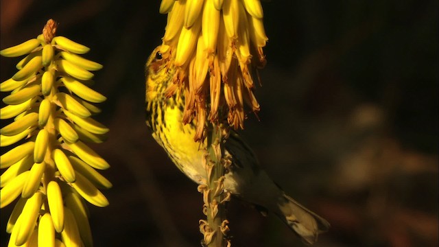 Cape May Warbler - ML440254