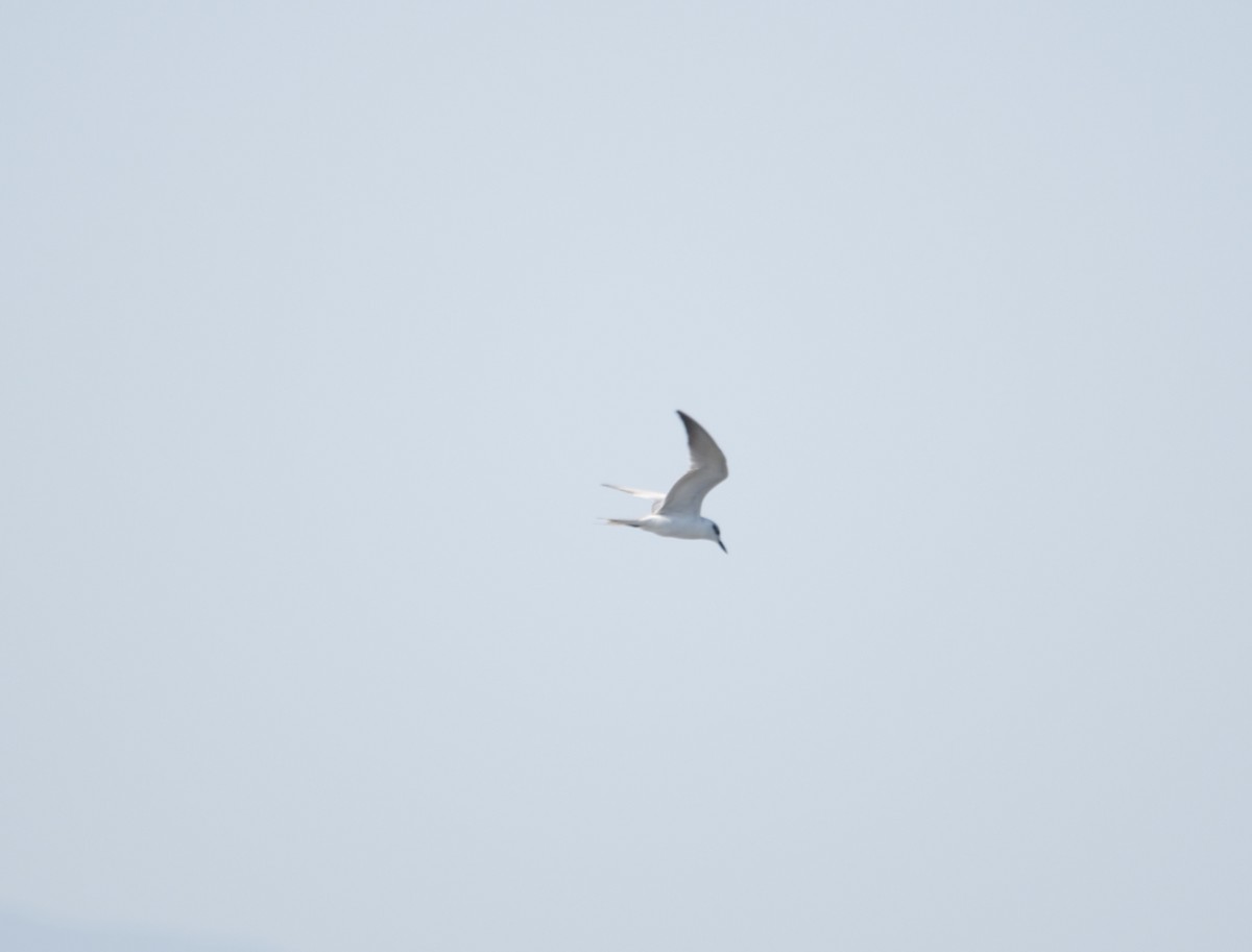 Gull-billed Tern - ML44025461