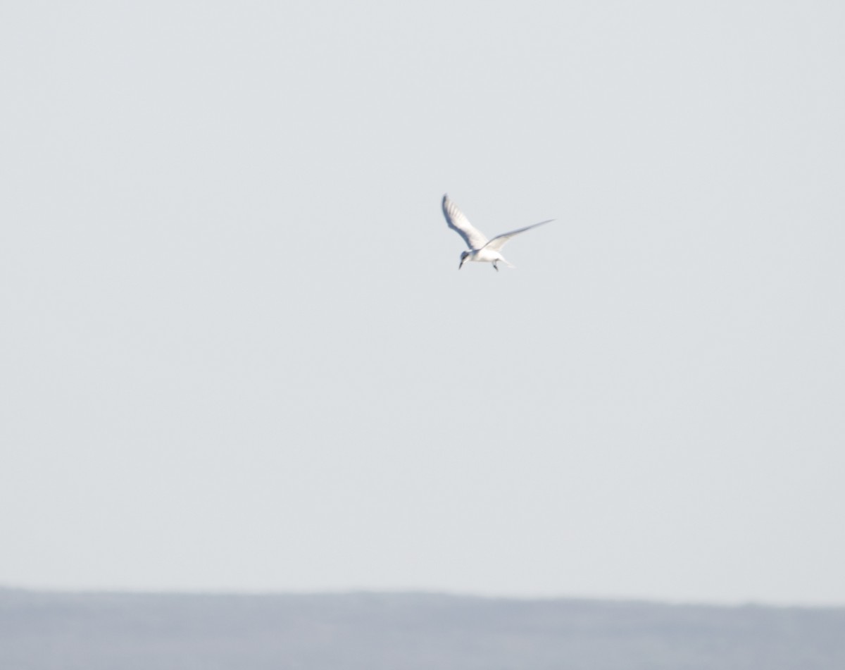 Gull-billed Tern - ML44025471