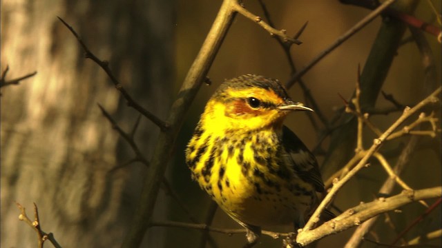 Cape May Warbler - ML440255
