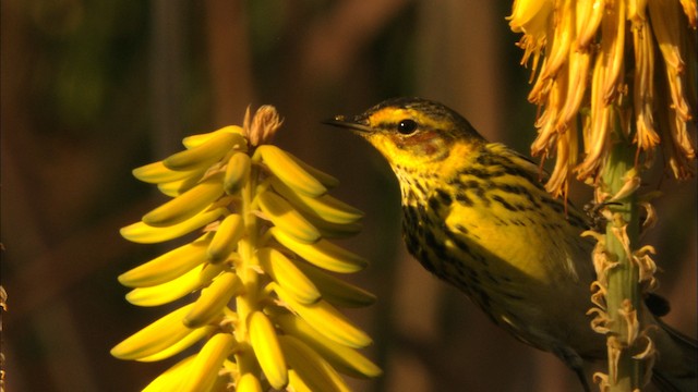 Cape May Warbler - ML440256