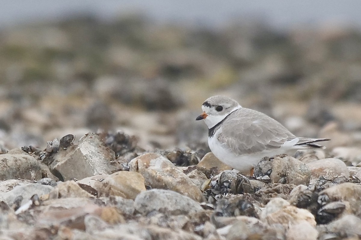 Piping Plover - ML440259331