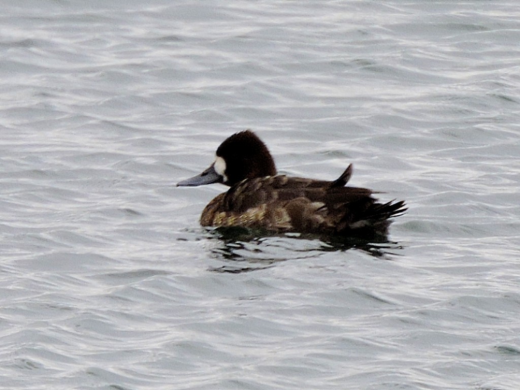 Lesser Scaup - Melody Walsh