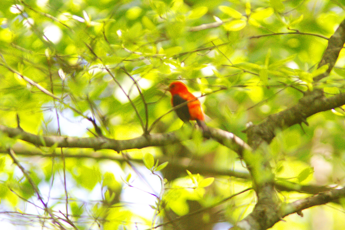 Scarlet Tanager - ML440264841