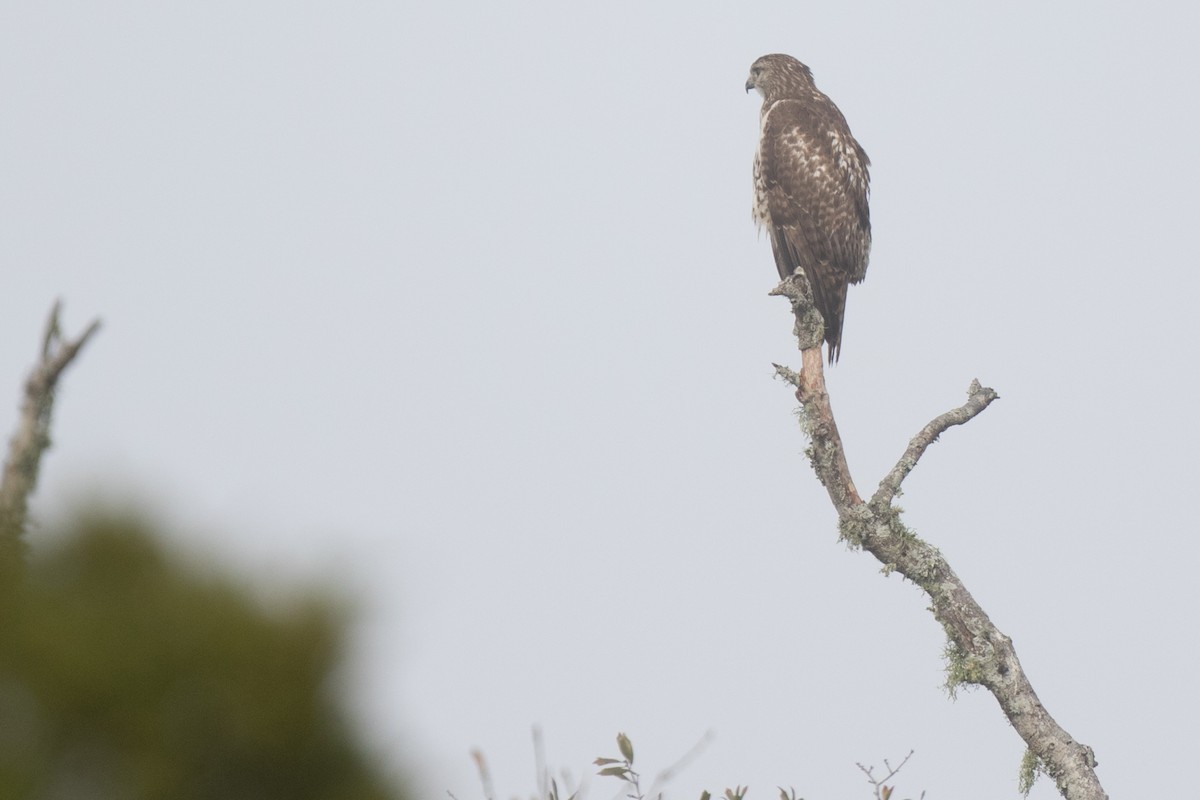 Red-tailed Hawk - ML44027171
