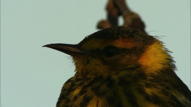 Cape May Warbler - ML440274
