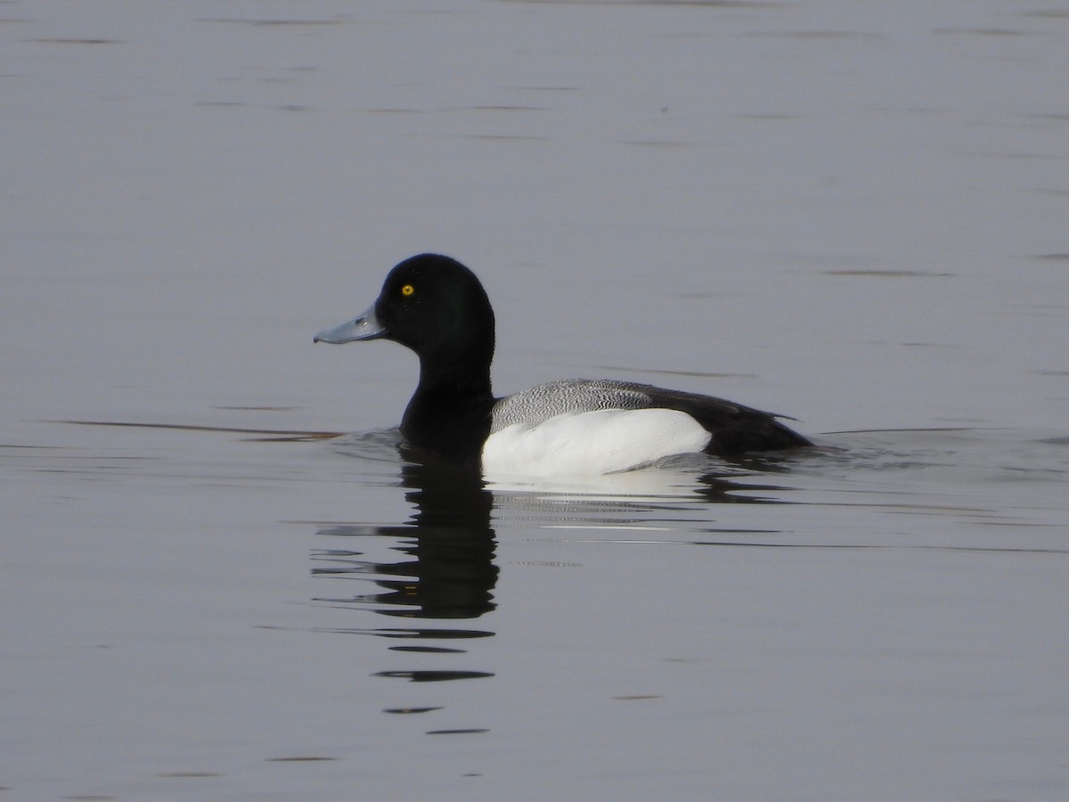 Greater Scaup - ML440274091