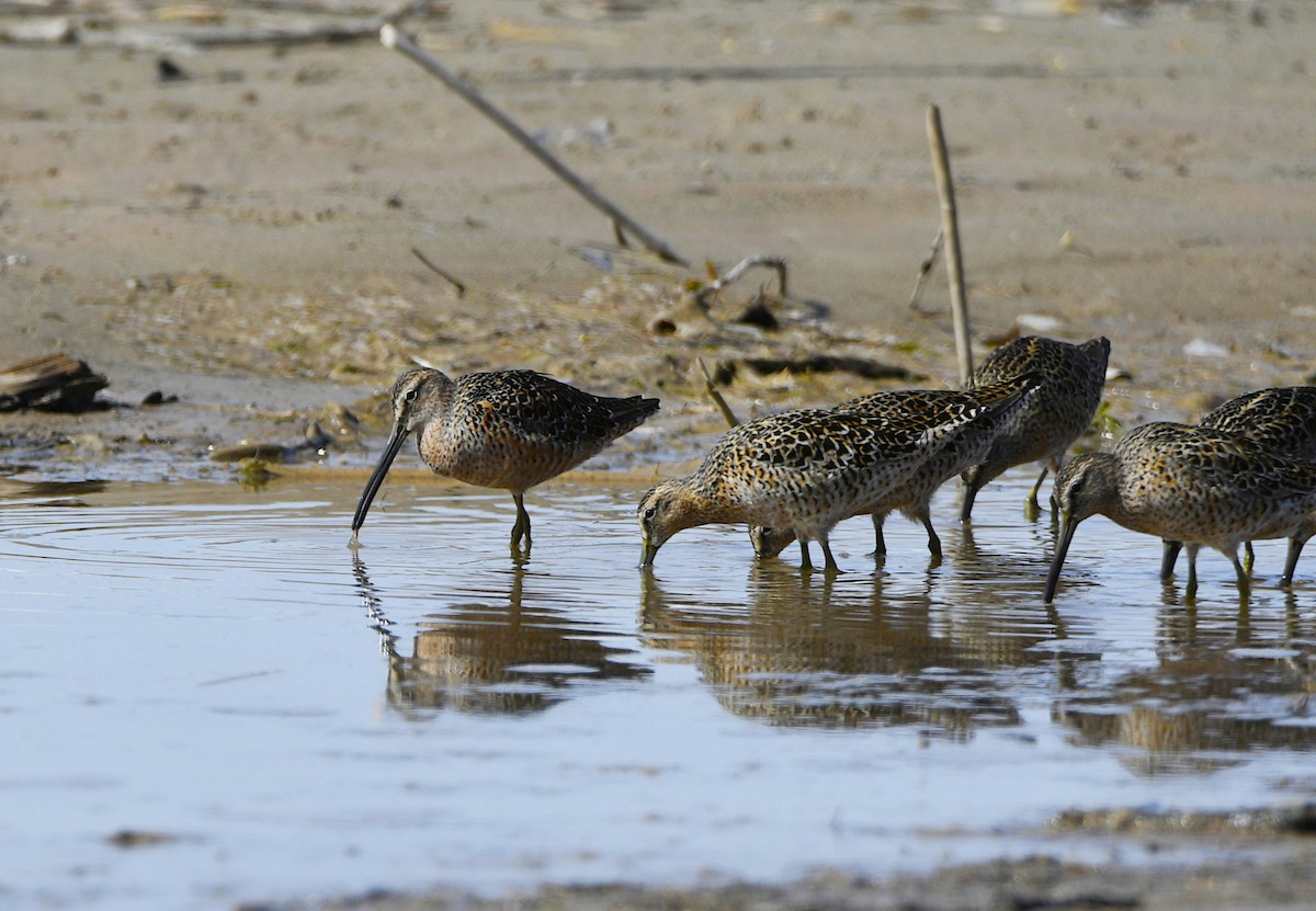 Long-billed Dowitcher - ML440282281