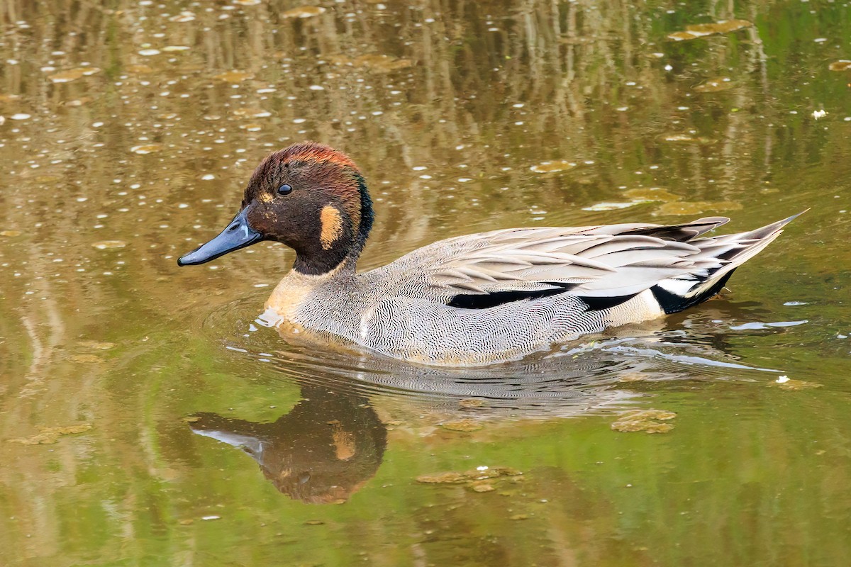 Northern Pintail x Green-winged Teal (hybrid) - Frank Lin