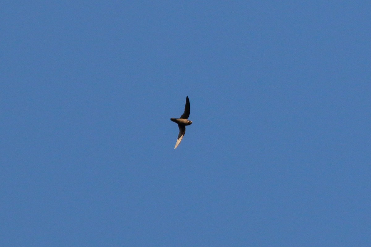 Spot-fronted Swift - ML440289011