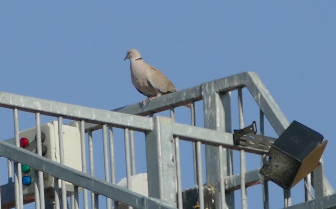 Eurasian Collared-Dove - ML440291721