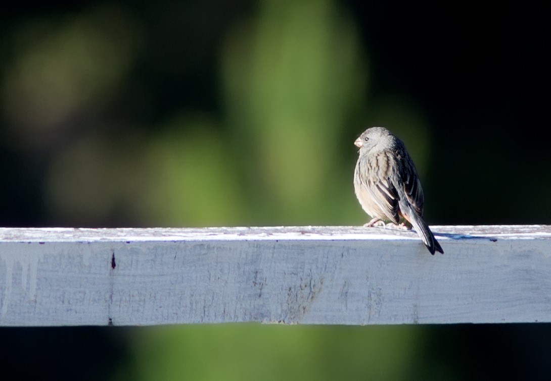 Plain-colored Seedeater - ML44029371