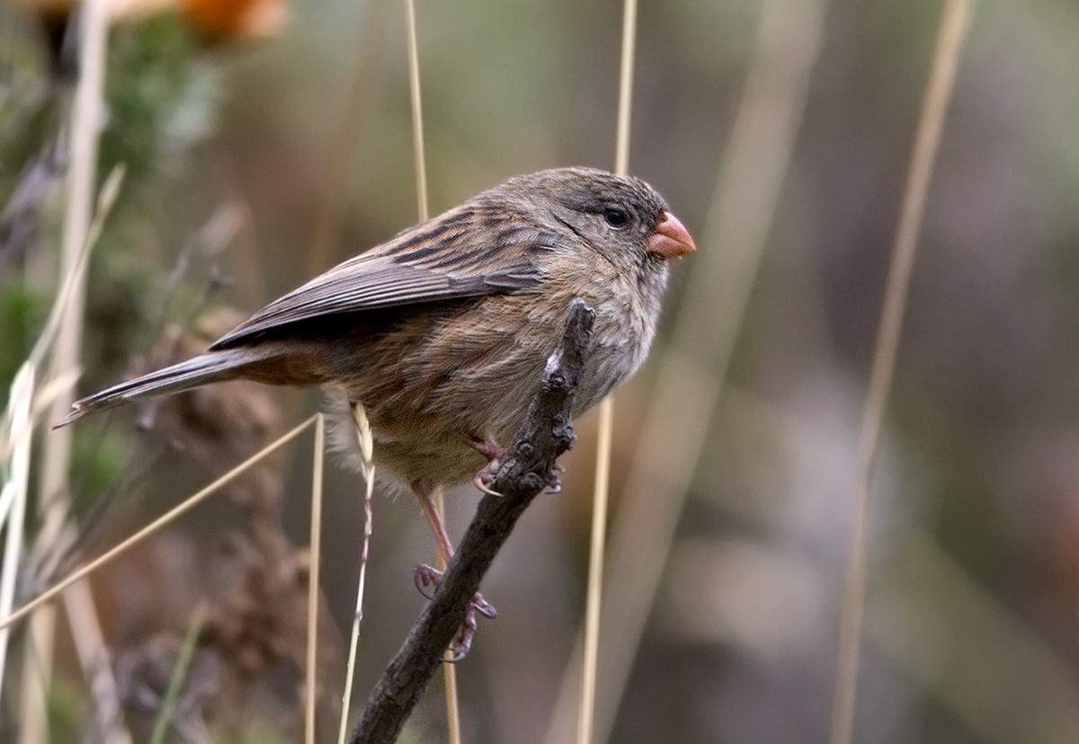 Plain-colored Seedeater - ML44029381
