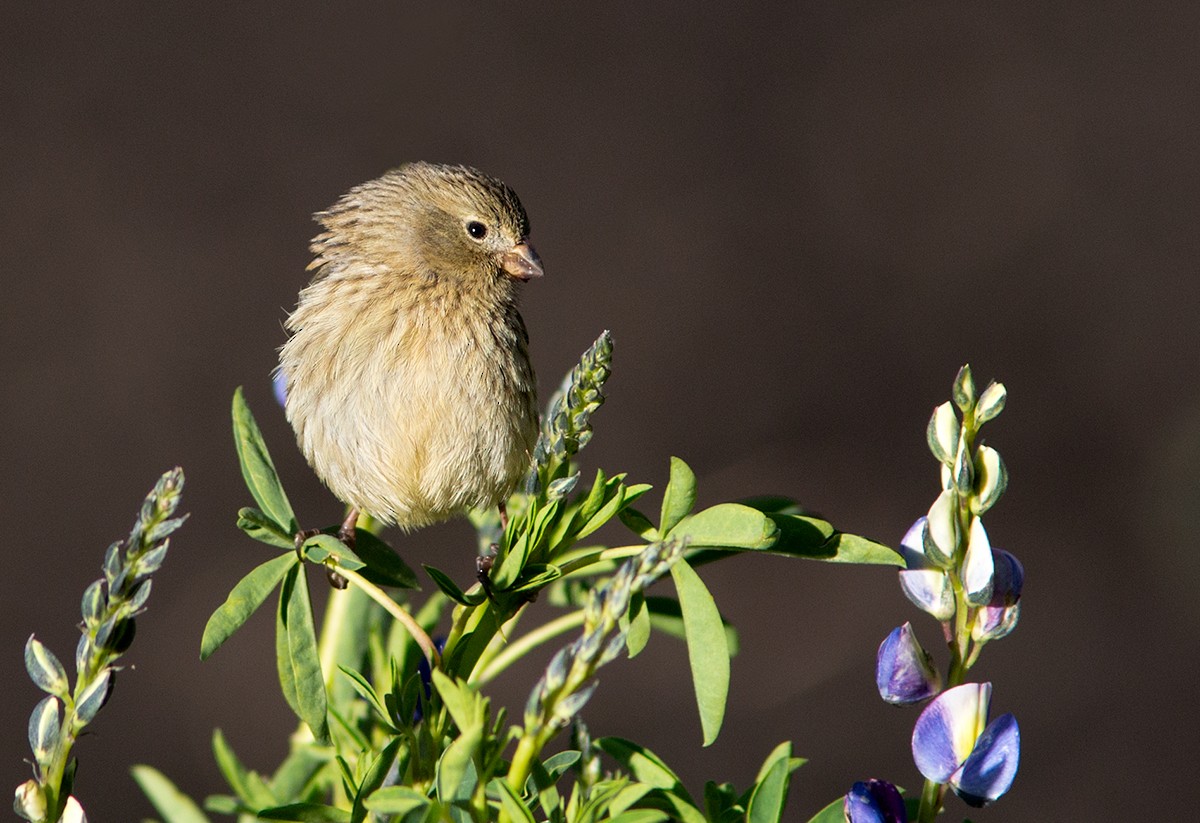 Plain-colored Seedeater - ML44029391