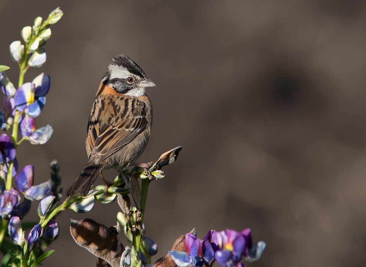 Rufous-collared Sparrow - ML44029411