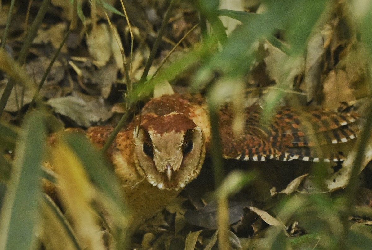 Sri Lanka Bay-Owl - ML440294601