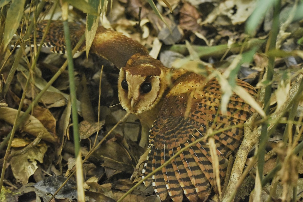 Sri Lanka Bay-Owl - Afsar Nayakkan