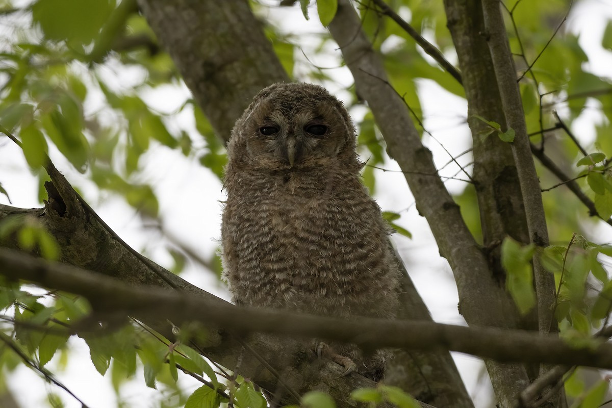Tawny Owl - ML440295941
