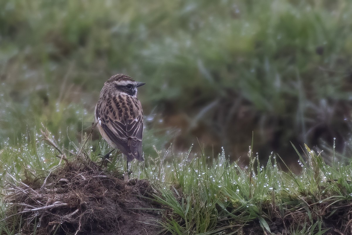 Whinchat - ML440295981