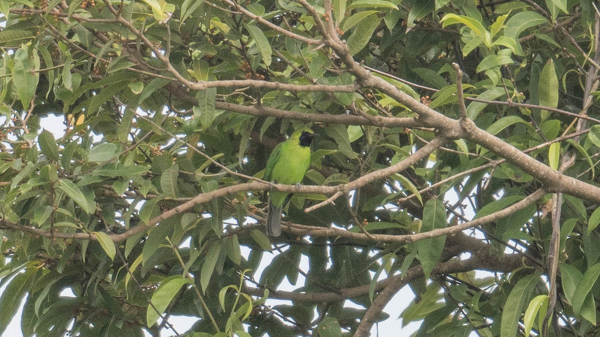 Lesser Green Leafbird - ML440296581