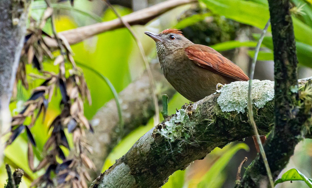 Ash-browed Spinetail - ML440298811