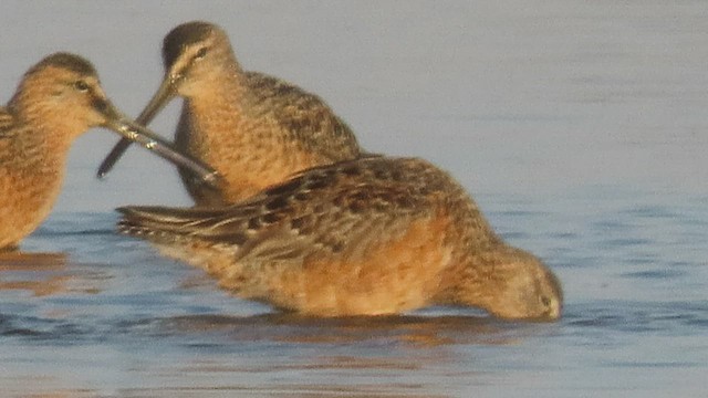 Long-billed Dowitcher - ML440311791