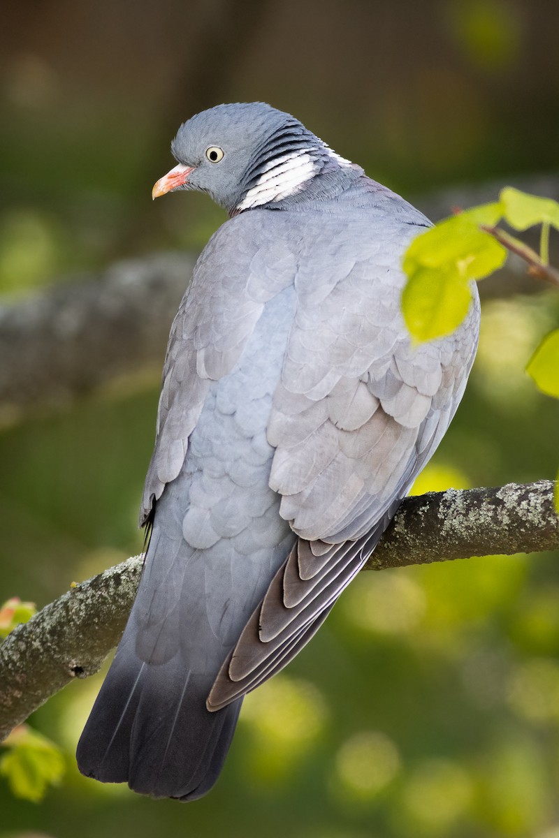 Common Wood-Pigeon - Petr Podzemný