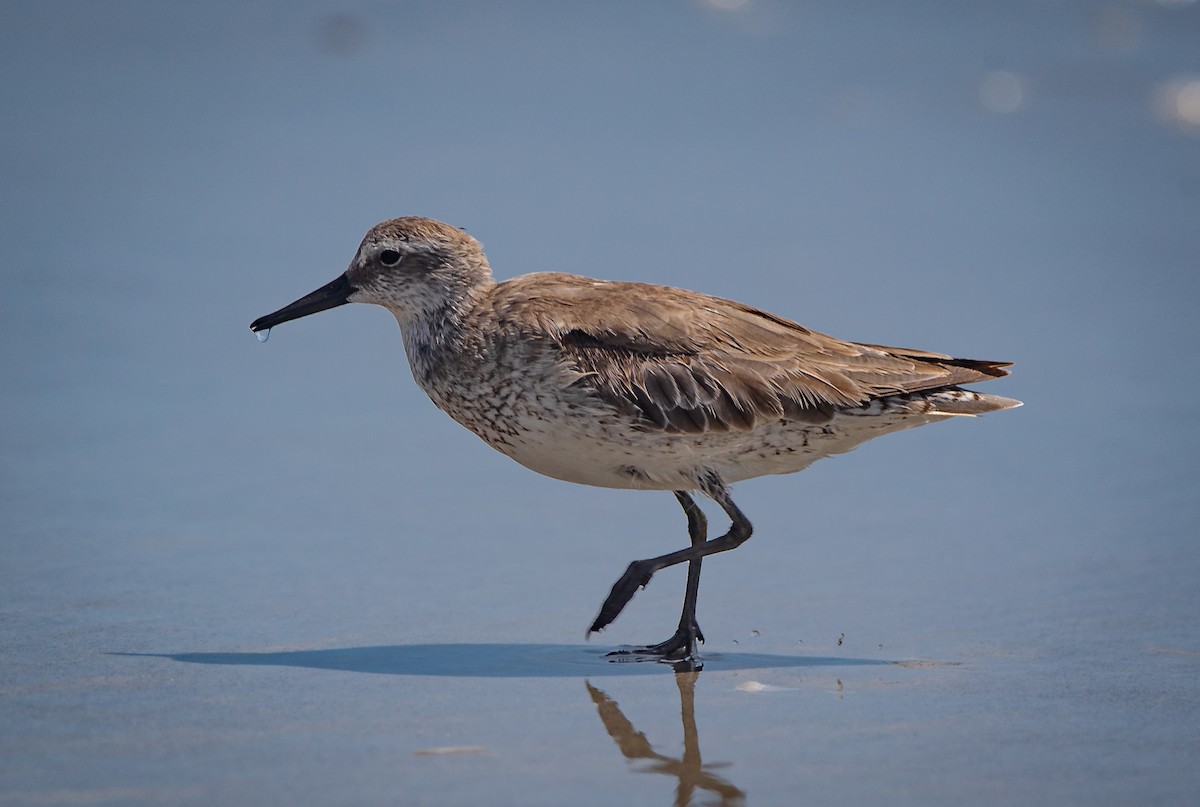 Red Knot - ML440317011