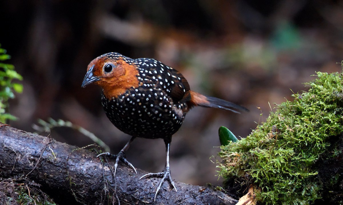 Ocellated Tapaculo - ML440318101