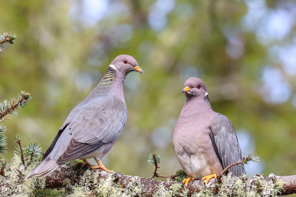 Band-tailed Pigeon - ML440325571
