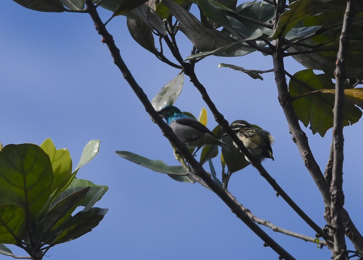 Green Sunbird (Gray-throated) - ML440326501