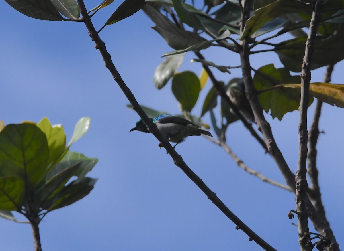 Green Sunbird (Gray-throated) - ML440326551