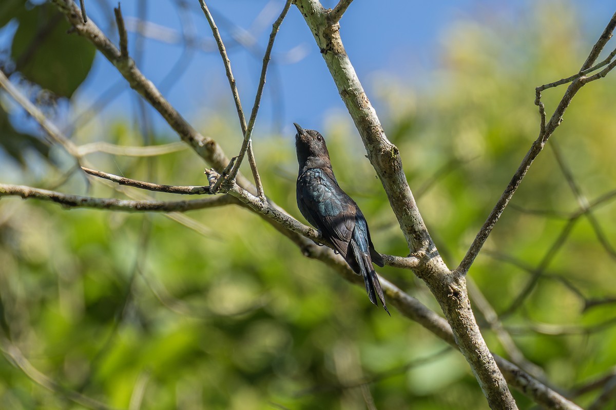 Square-tailed Drongo-Cuckoo - Wich’yanan Limparungpatthanakij