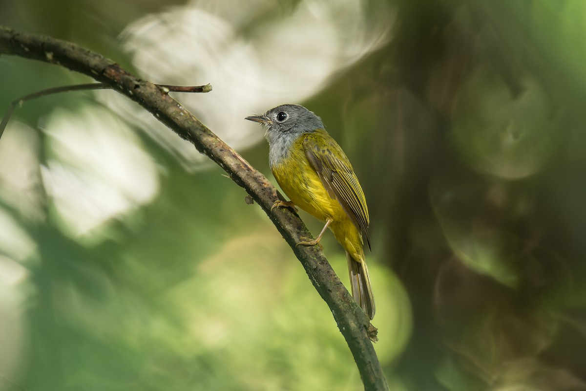 Gray-headed Canary-Flycatcher - Wich’yanan Limparungpatthanakij
