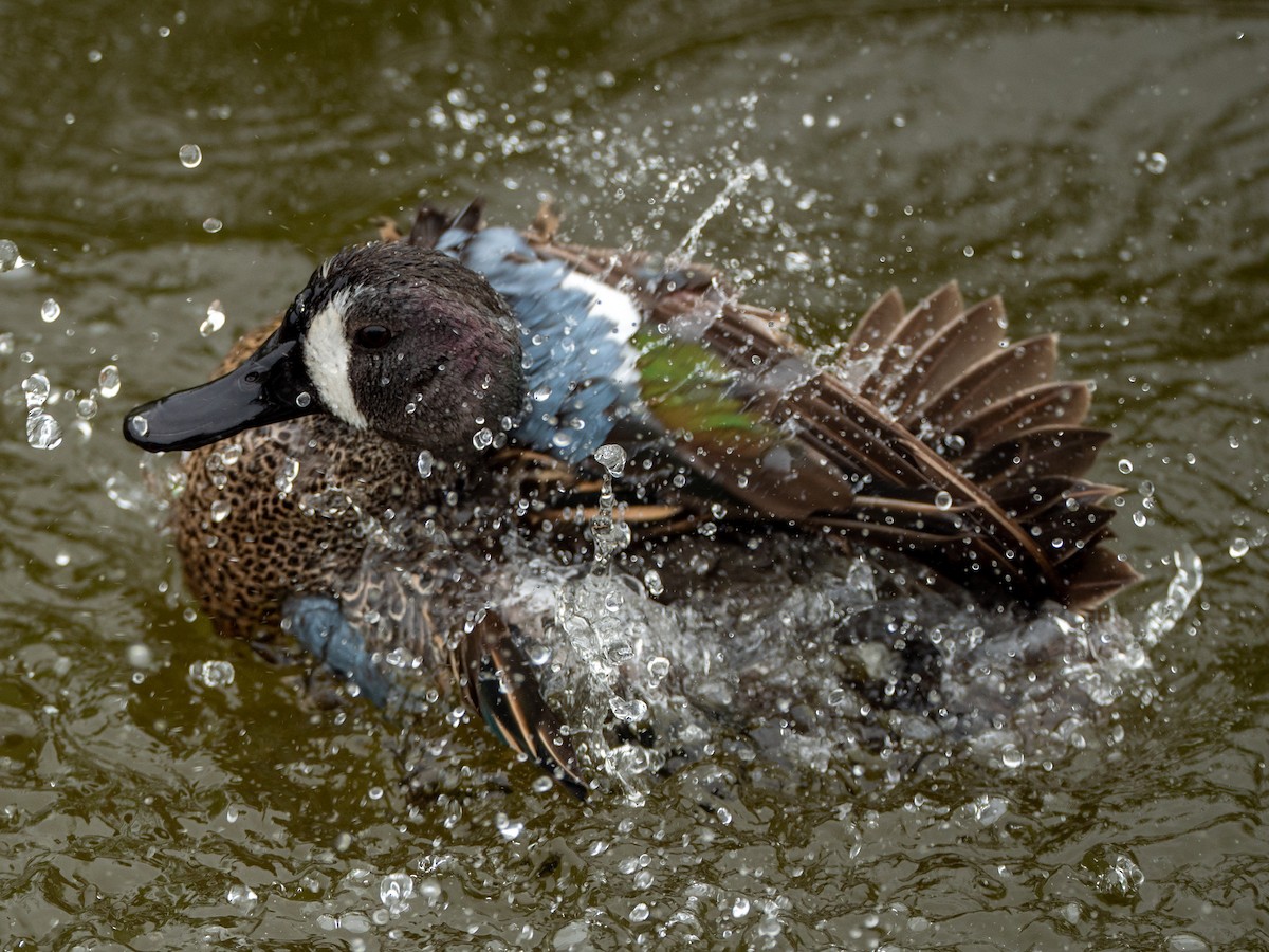 Blue-winged Teal - ML440330091