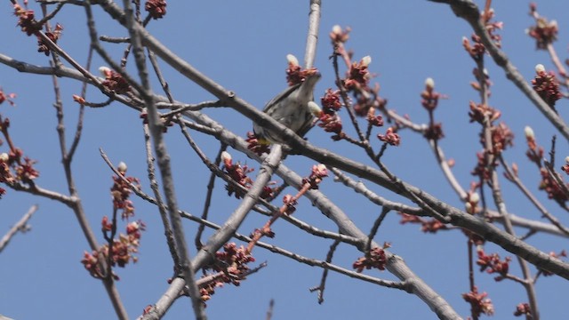 Yellow-throated Warbler (dominica/stoddardi) - ML440339961
