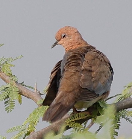 Laughing Dove - ML440340111