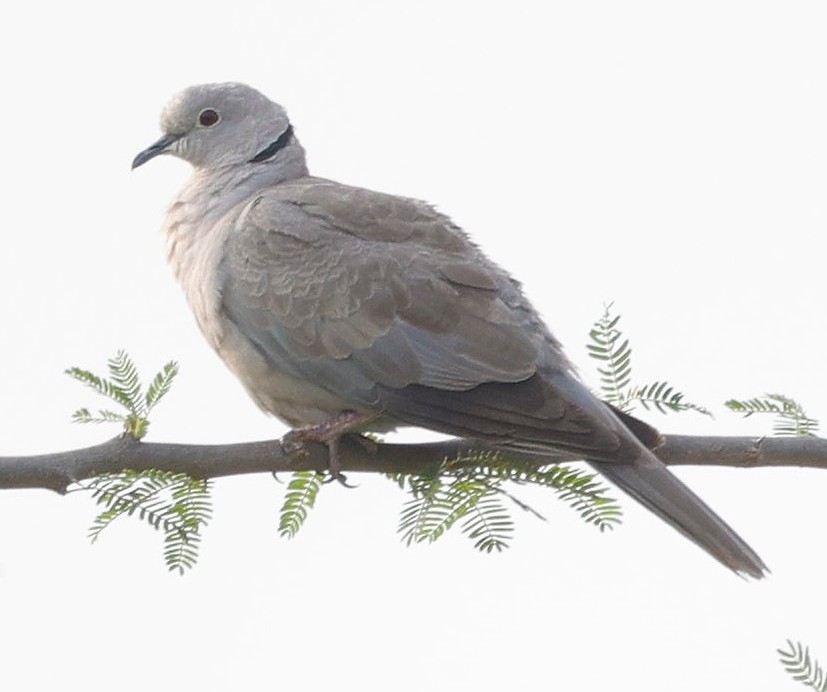 Eurasian Collared-Dove - ML440340311