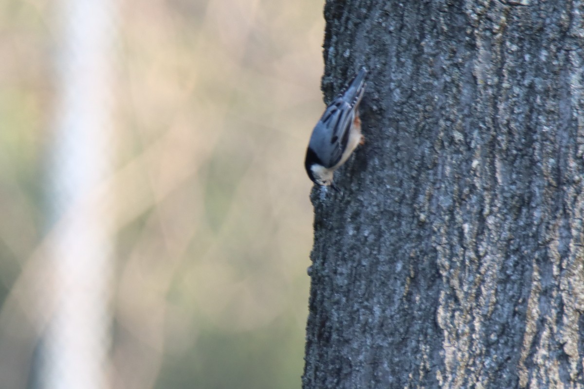 White-breasted Nuthatch - ML440340611