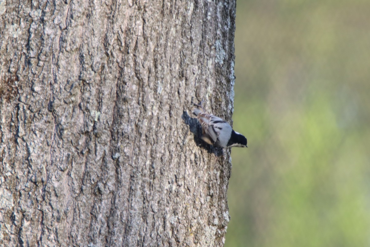 White-breasted Nuthatch - ML440340621